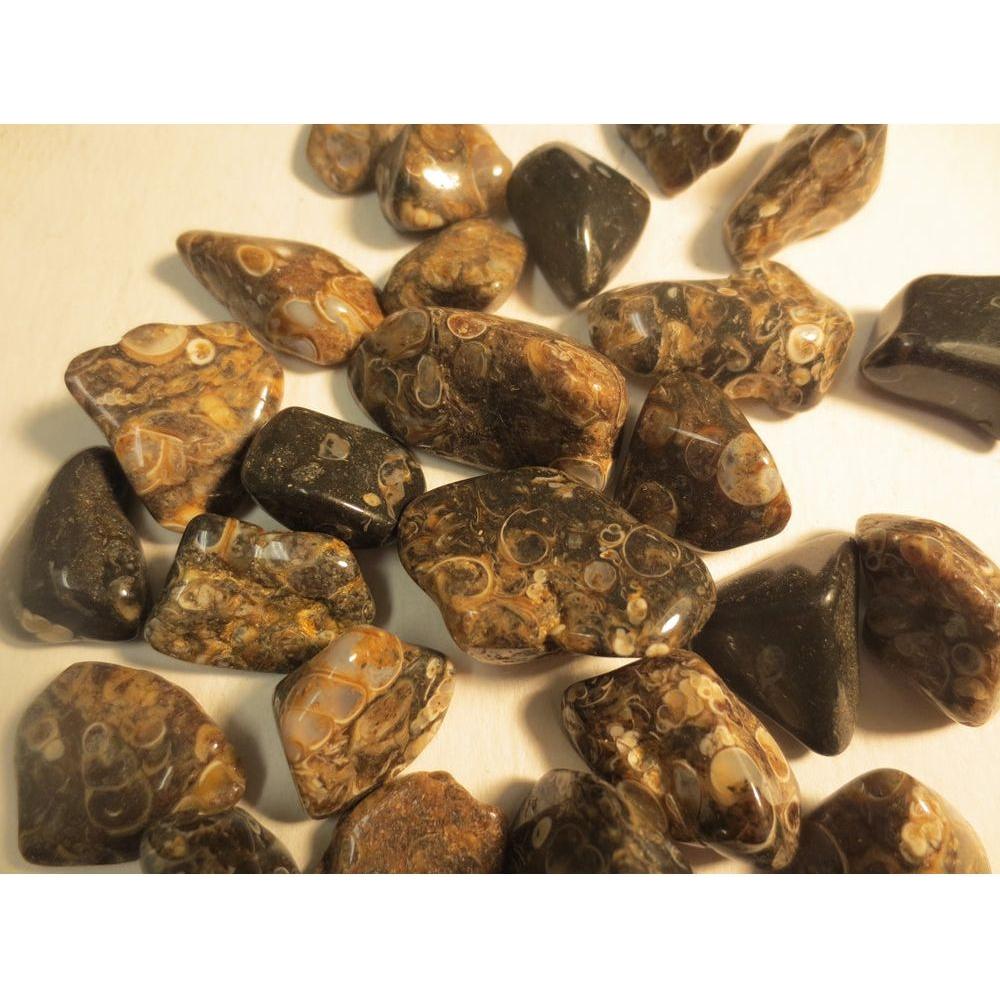 Turritella Fossil, Tumbled and Polished, small 1/2"