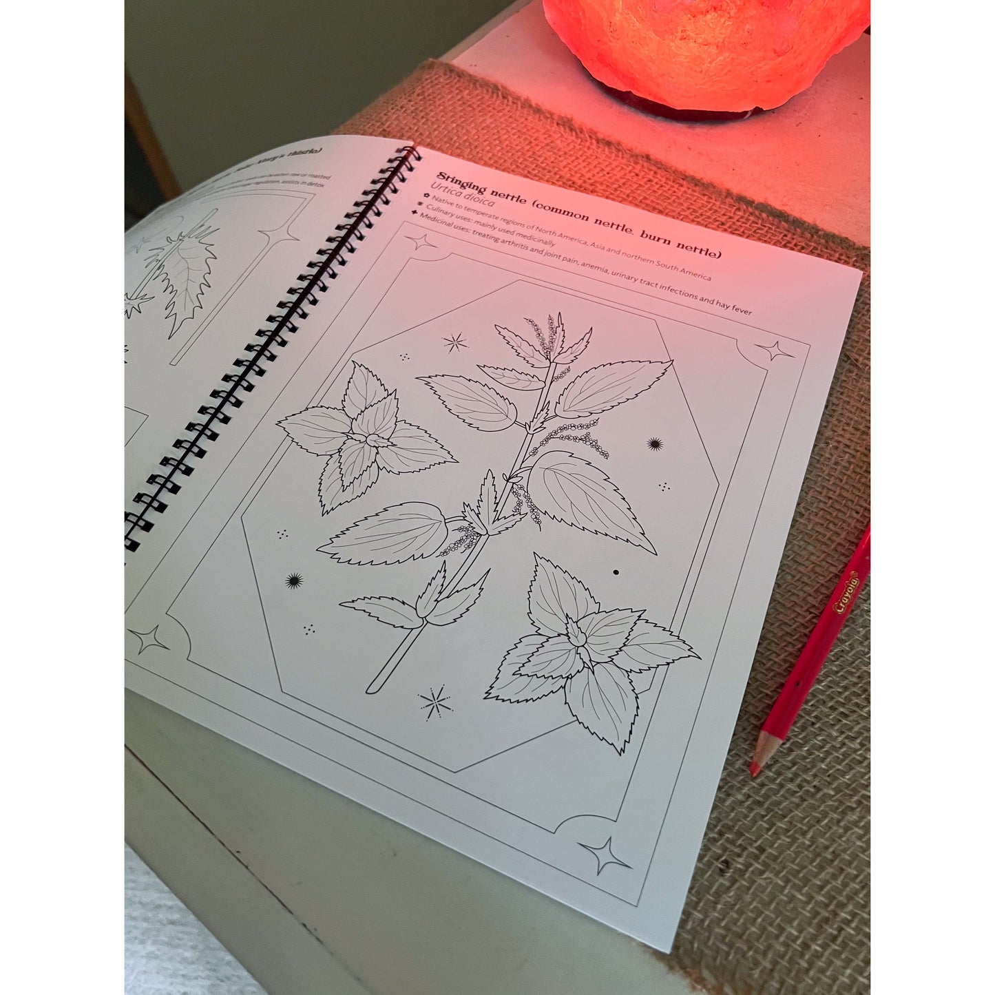 Edible & Medicinal Plants & Fungi Coloring Book