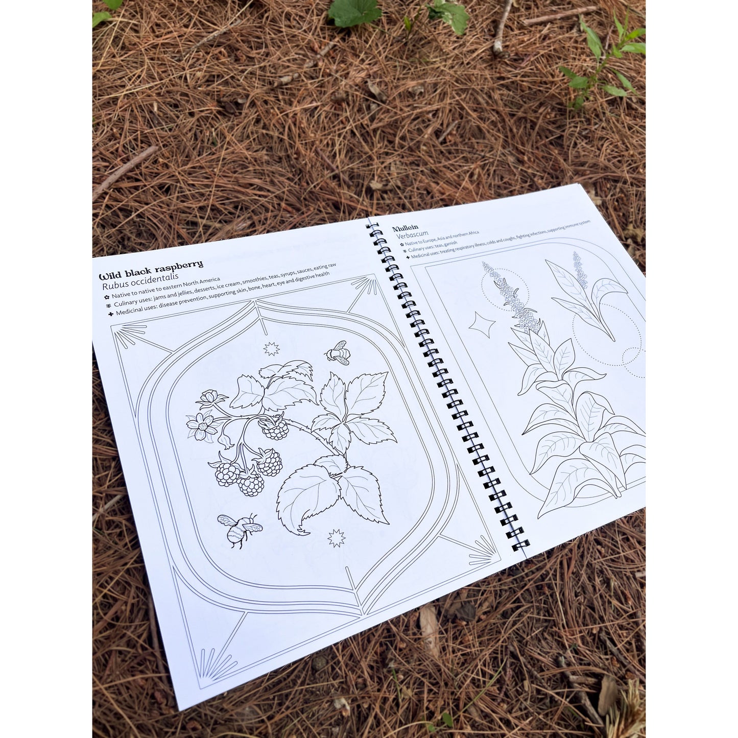Edible & Medicinal Plants & Fungi Coloring Book