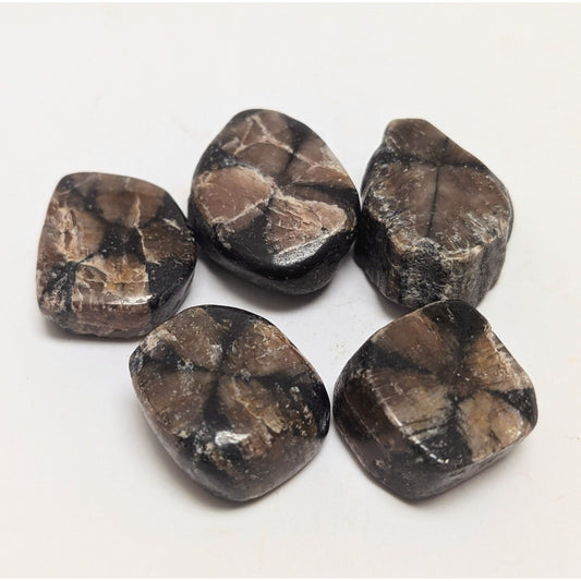 Andalusite Chiastolite 1"-1 1/2" tumbled slice crystal for protection