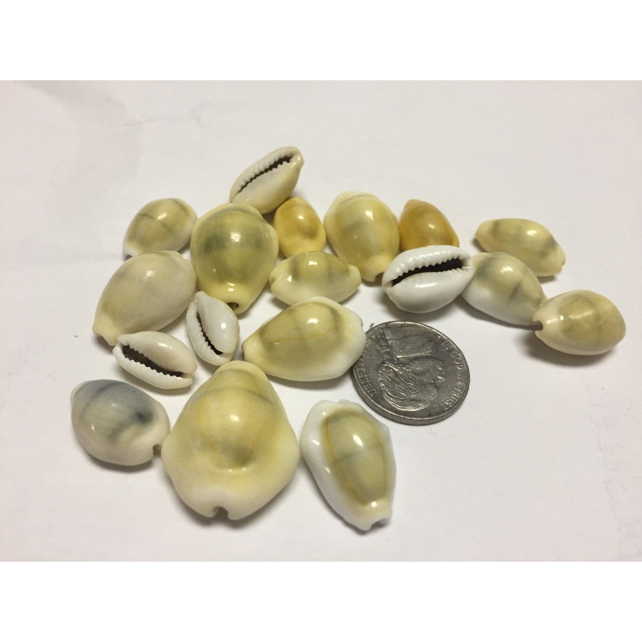 Cowrie Shell, Tumbled and Polished